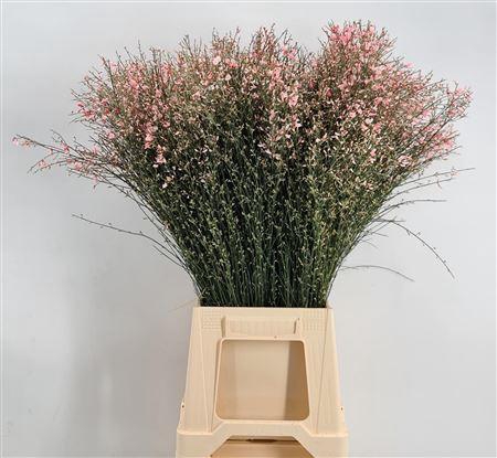 Genista 400gr Col Pink