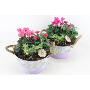 arr4 Outdoor PL - Zink rond vlinder lila Los