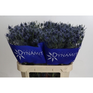 Eryngium Blue Dynamite