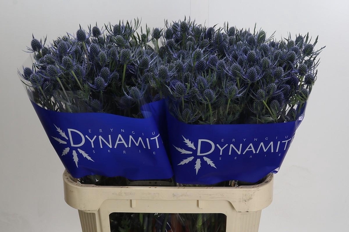 Eryngium Blue Dynamite