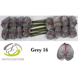 Anthurium Anth A Ov Klb H