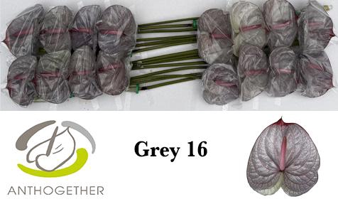<h4>Anthurium Anth A Ov Klb H</h4>