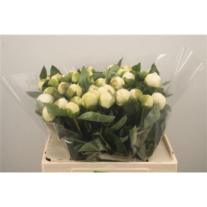 Paeo L Bridal Shower