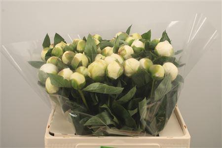 <h4>Paeo L Bridal Shower</h4>