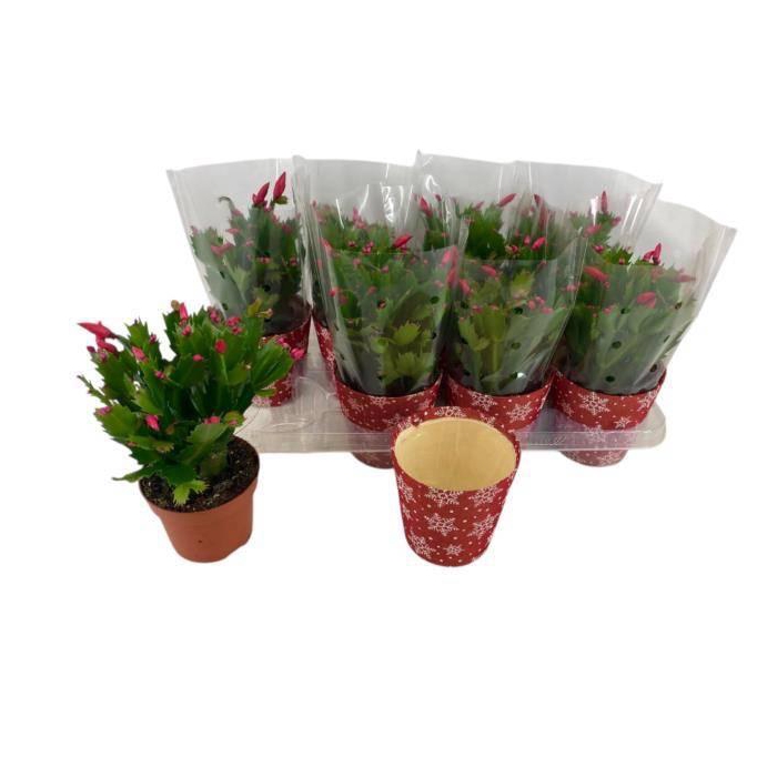 <h4>SCHLUMB FLAME RED</h4>