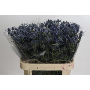 Eryngium Blue Dynamite