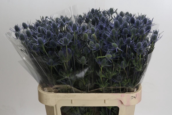 <h4>Eryngium Blue Dynamite</h4>