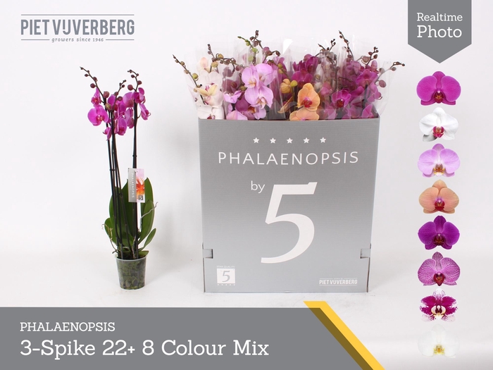 <h4>PHAL GEM 8 KL</h4>