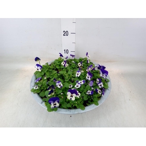 Viola corn. 'Evo Mini White Purple'