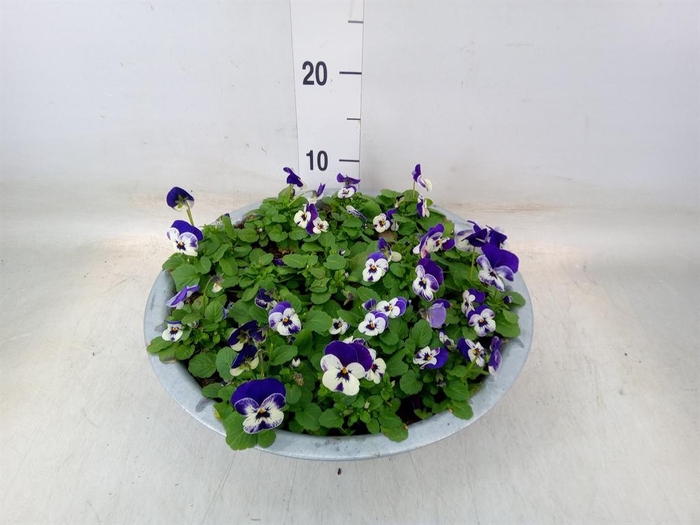 <h4>Viola corn. 'Evo Mini White Purple'</h4>