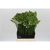 Ornithogalum Mount Fuji