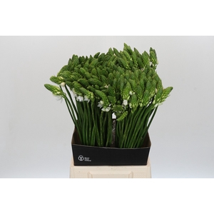 Ornithogalum Mount Fuji