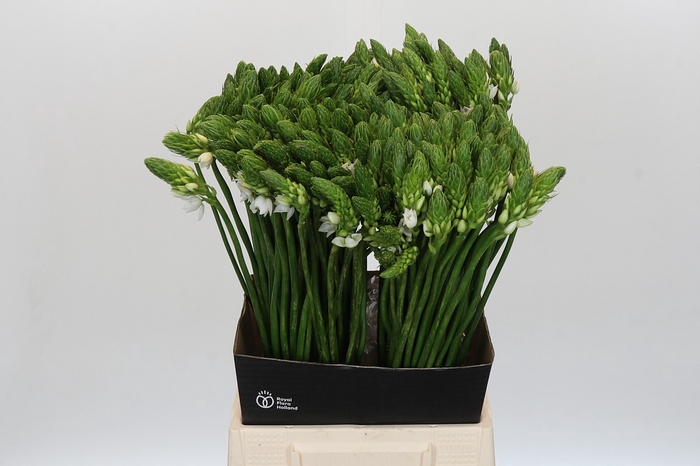 Ornithogalum Mount Fuji