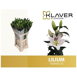 Li Or Tisento 3+ Klaver Flowers