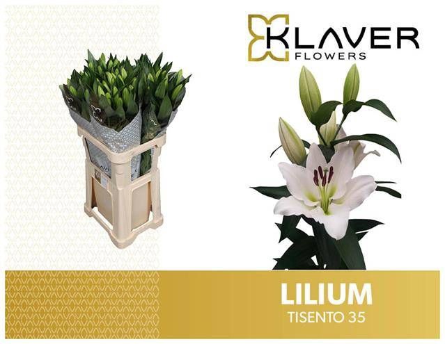 <h4>Li Or Tisento 3+ Klaver Flowers</h4>