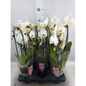 Phalaenopsis  'Elegant Cascade'