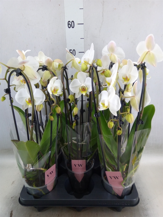 <h4>Phalaenopsis  'Elegant Cascade'</h4>