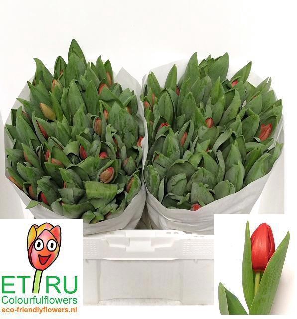 <h4>TU EN ESCAPE</h4>