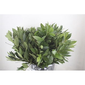 Laurier 300gr P Bunch