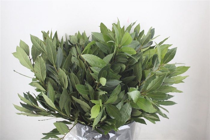 <h4>Laurier 300gr P Bunch</h4>