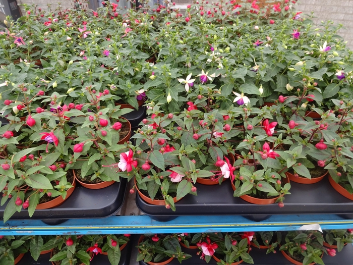 <h4>FUCHSIA MIXK</h4>