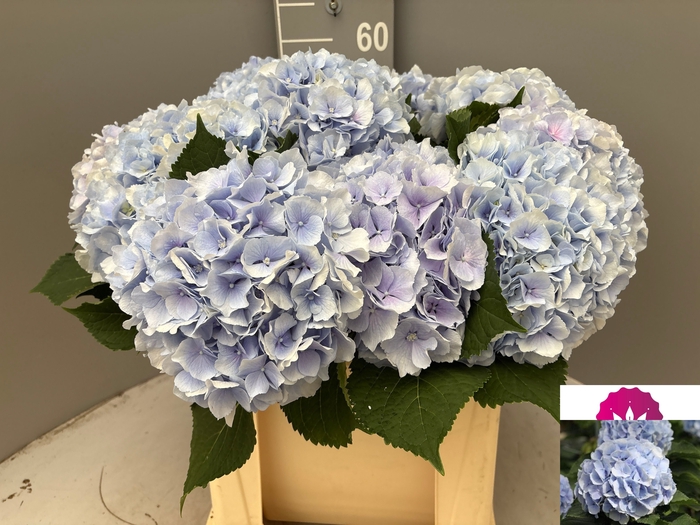 <h4>HYDR M CH VERENA BL</h4>