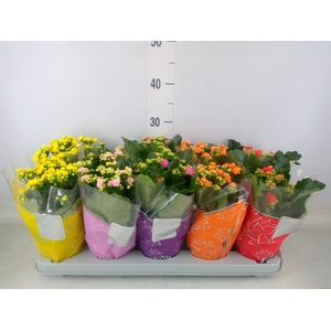 Kalanchoe blos. 'Perfecta'  ..mix 5