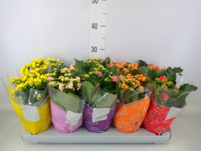 <h4>Kalanchoe blos. 'Perfecta' ..mix 5</h4>