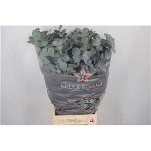EUC CINEREA PER BOS