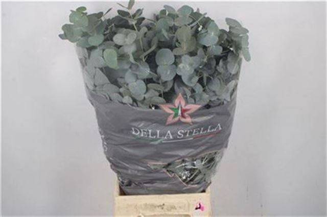 <h4>EUC CINEREA PER BOS</h4>