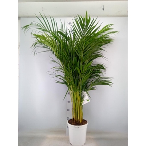 Dypsis lutescens   ...Chrysalidoca