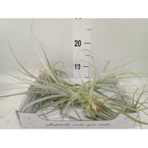 Tillandsia