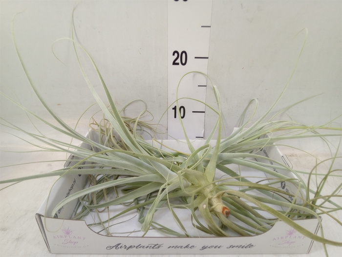<h4>Tillandsia</h4>