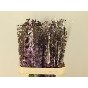 DELPH DU P LILAC SEN