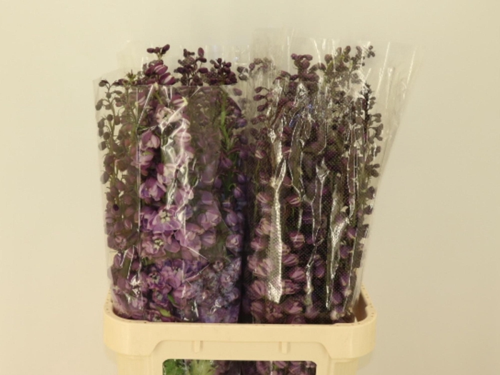 <h4>DELPH DU P LILAC SEN</h4>