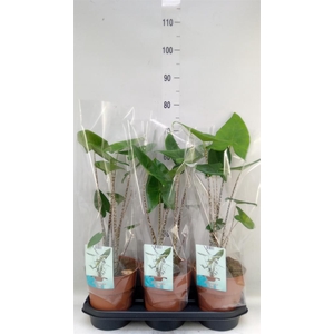 Alocasia zebrina