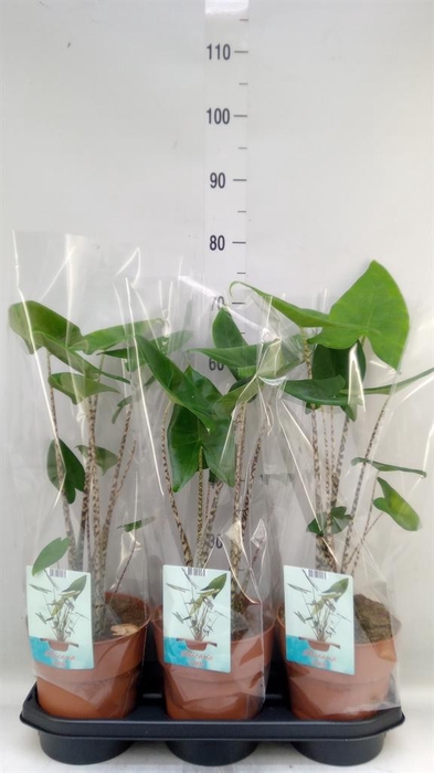 <h4>Alocasia zebrina</h4>