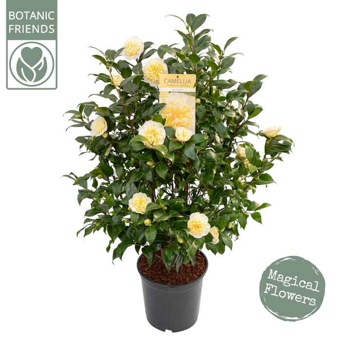 <h4>Camellia wil. 'Jury's Yellow'</h4>