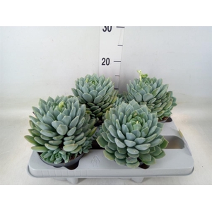 Pachyphytum  'Corvus'