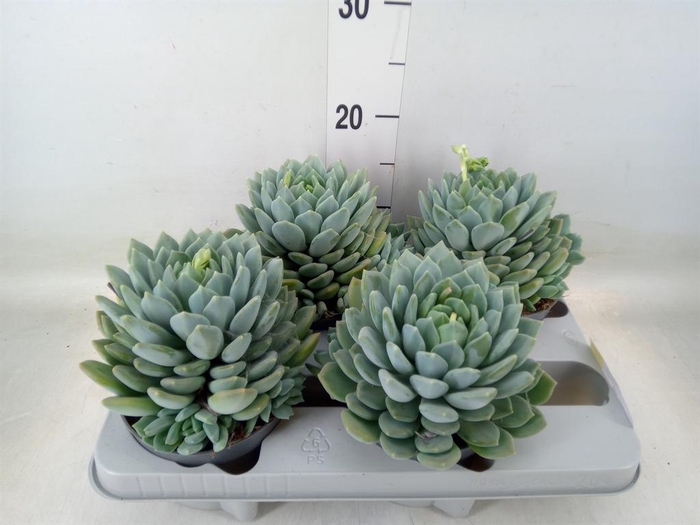 <h4>Pachyphytum  'Corvus'</h4>