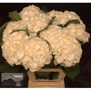 Hydr Verena White Rodenburg
