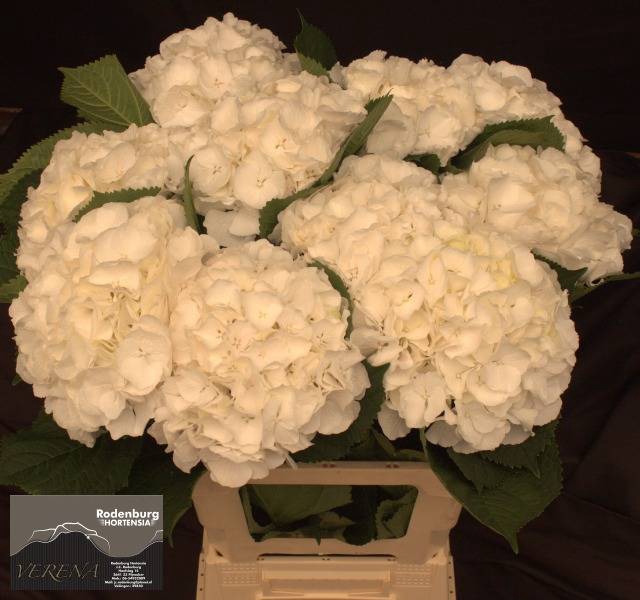 <h4>Hydr Verena White Rodenburg</h4>