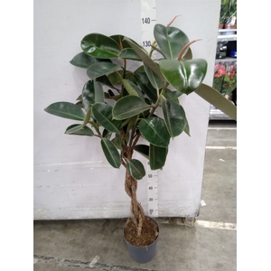 Ficus elastica 'Burgundy'