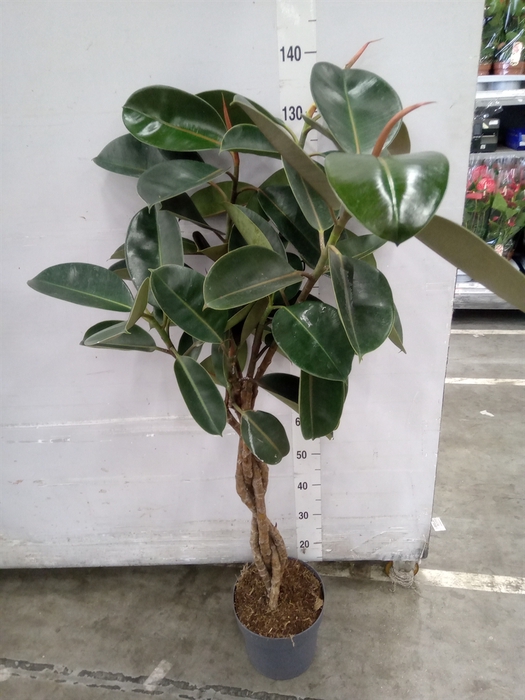 <h4>Ficus elastica 'Burgundy'</h4>