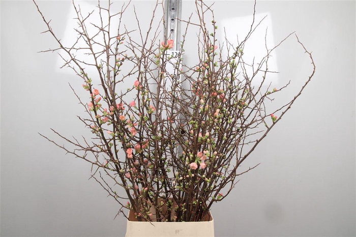 <h4>Chaenomeles Superba</h4>