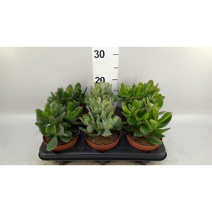 Crassula ...mix
