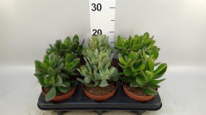 <h4>Crassula ...mix</h4>