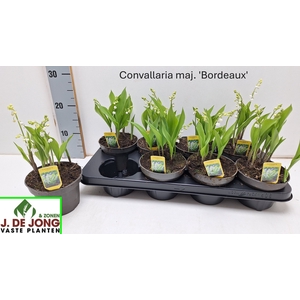 CONVALL MAJALIS OV