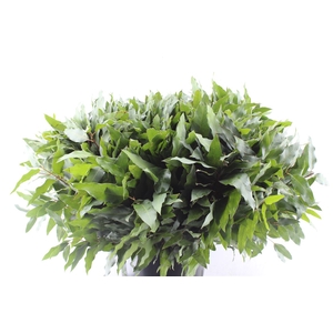 Euca Robusta Hybrid Per Stem