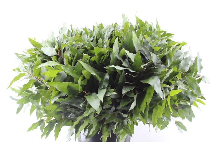 <h4>Euca Robusta Hybrid Per Stem</h4>